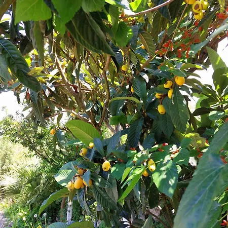 Apartment Stamyra House